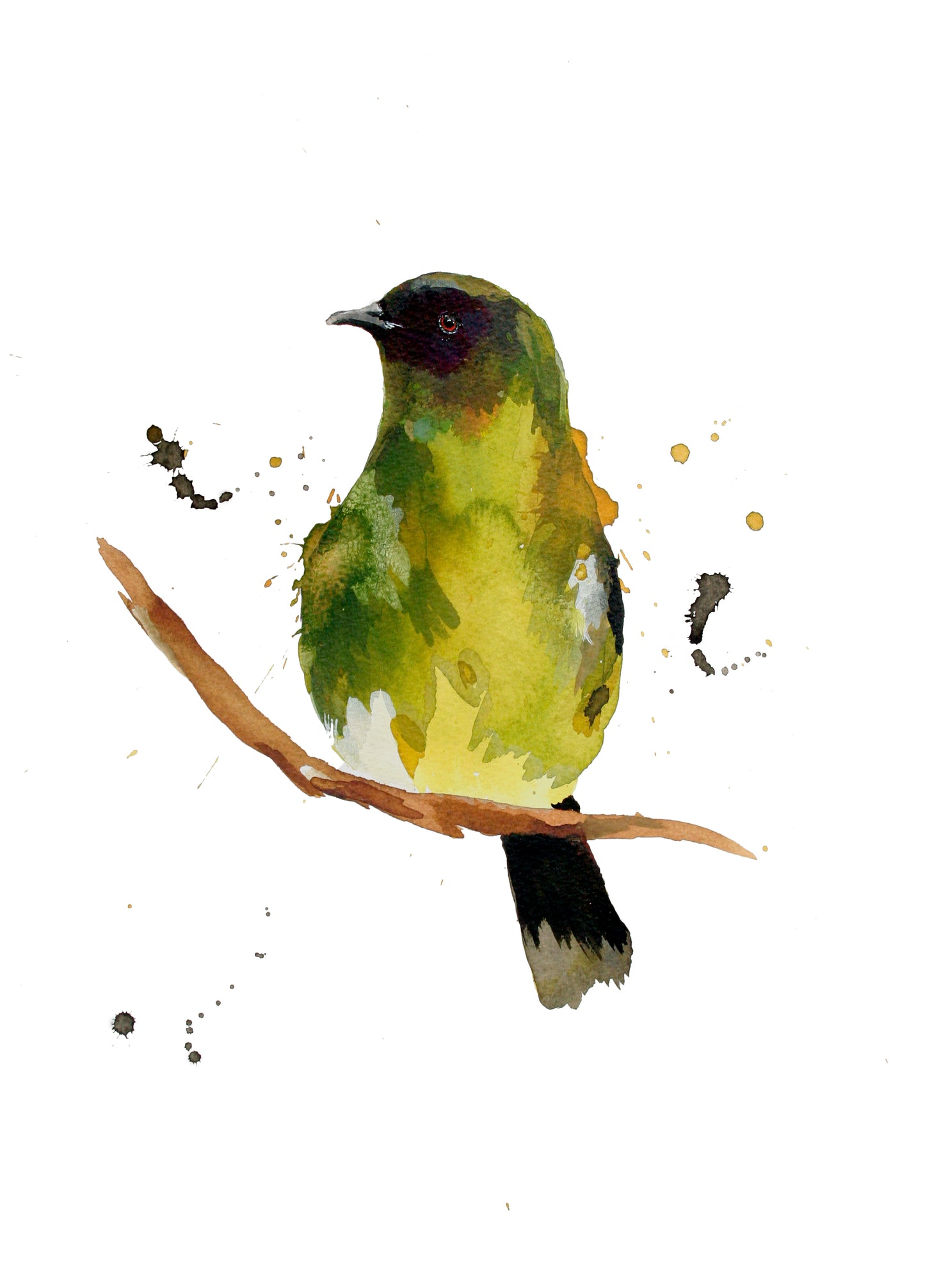 Fine Art Print - Bellbird