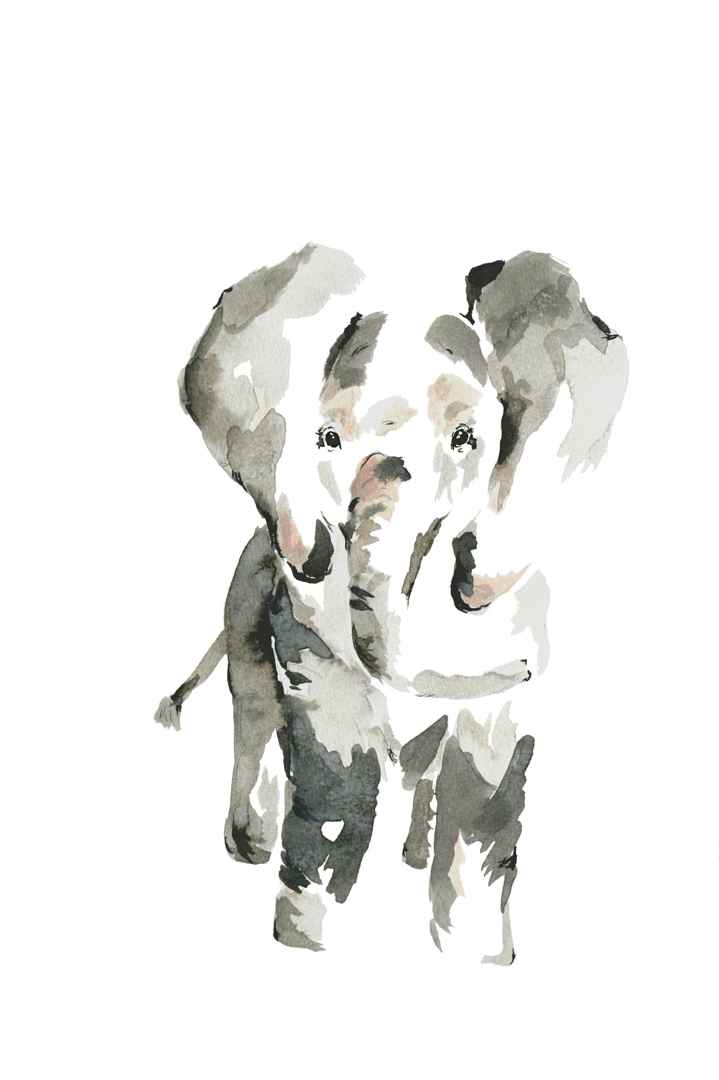 Limited Edition Fine Art Print - Elephant