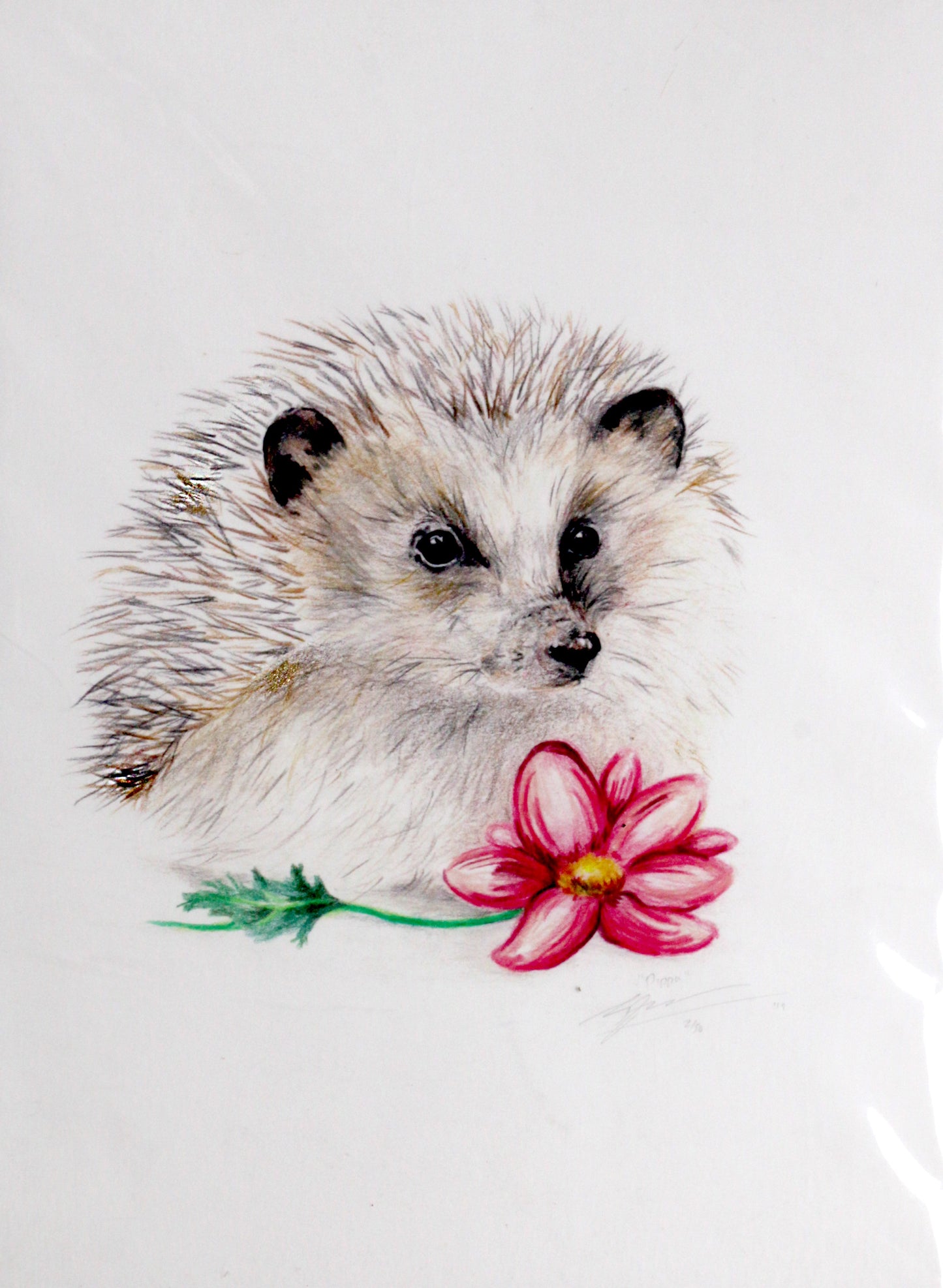 Limited Edition Fine Art print - Hedgehog