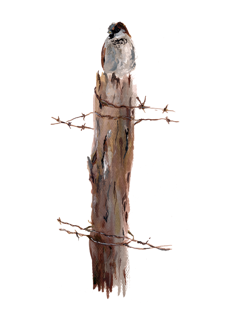 Poster Print - Sparrow on Fence I