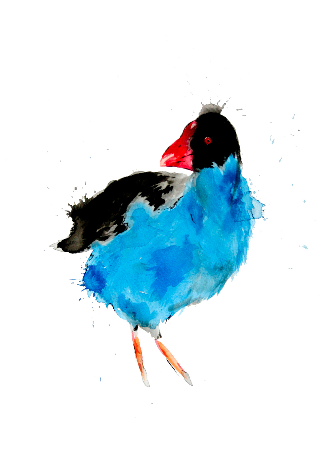 Gift Cards 5 Pack Assorted - Native Birds