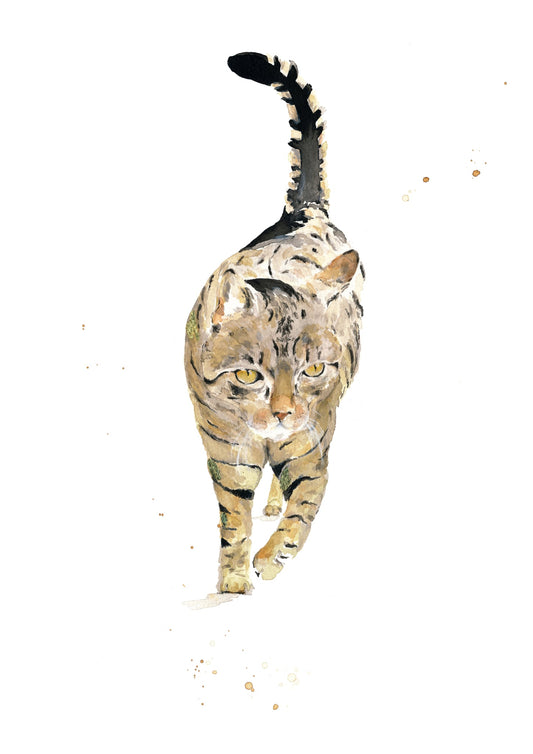 Poster Print - Cat Tabby