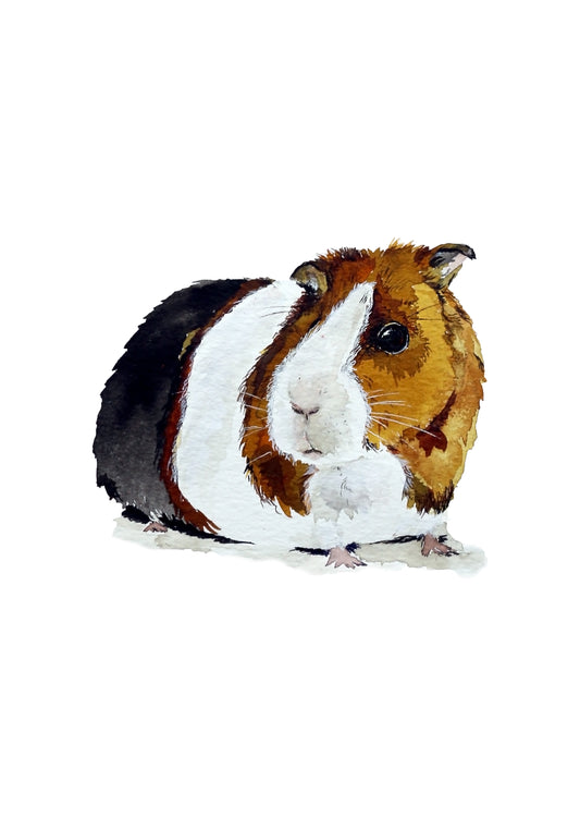 Poster Print - Guinea Pig