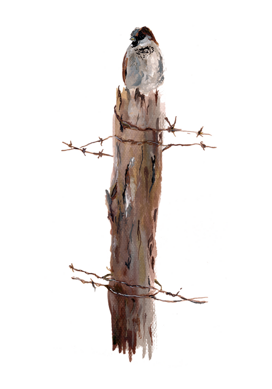 Poster Print - Sparrow on Fence I