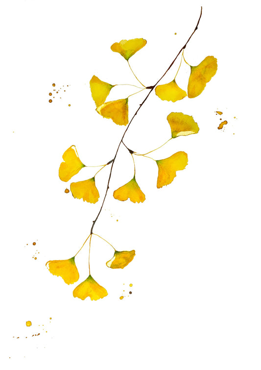 Limited Edition Fine Art Print - Ginkgo