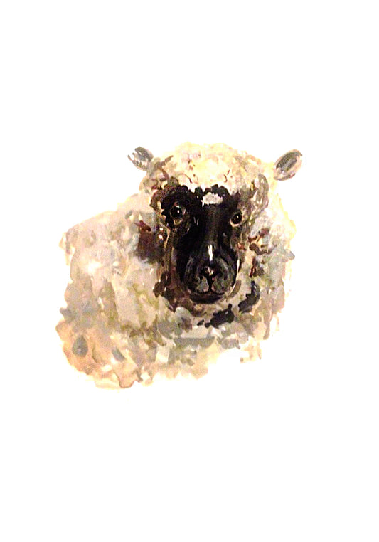 Poster Print - Sheep